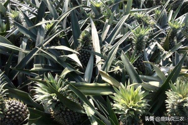 青菠萝种植技术视频,菠萝高产种植技术图