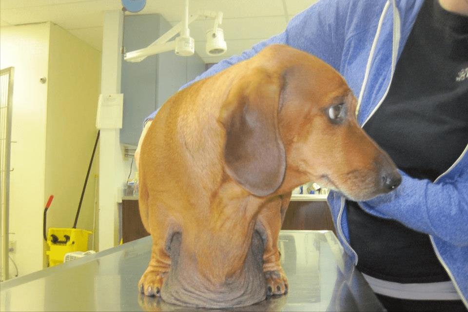 给宠物狗开眼角,宠物狗感染细小死亡