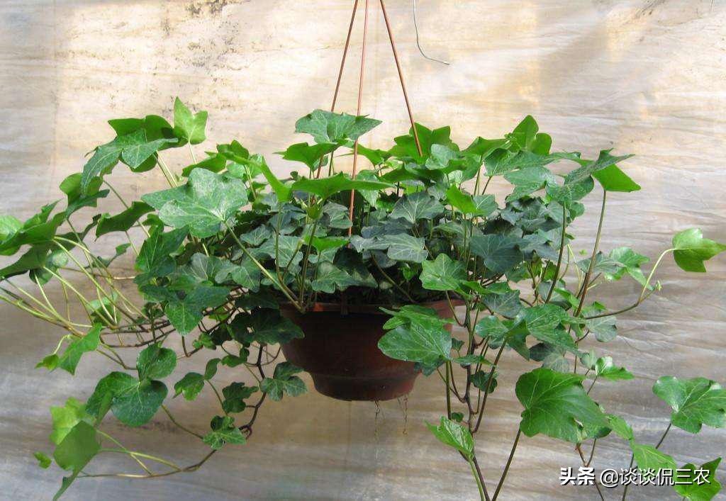 常春藤怎么养才能更旺盛,常春藤怎么养比较茂盛