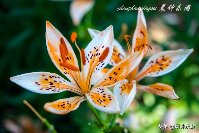 百合哪种颜色的花好闻,寓意好的花百合