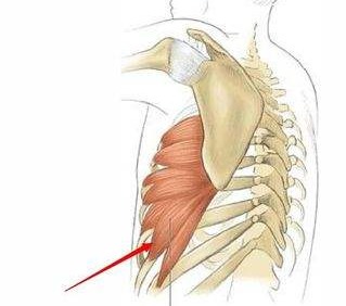 瑜伽越练肩膀越僵硬咋回事,肩膀厚练瑜伽可以改变吗