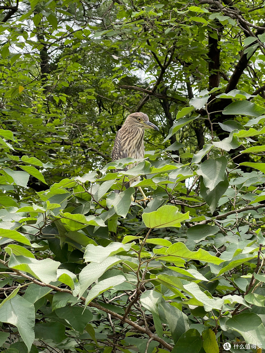 苹果回收价12pro256g,苹果回收iphone12pro