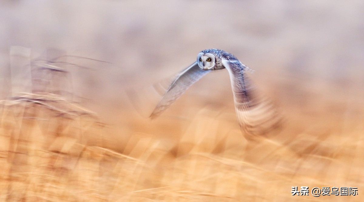 观鸟大年,观鸟大年免费