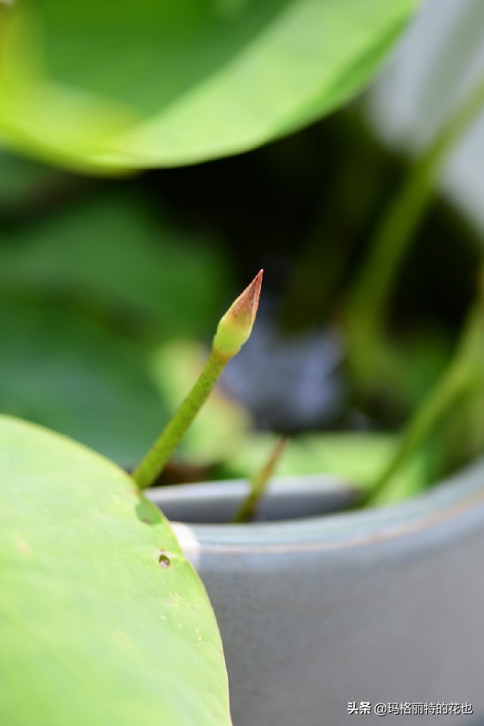 碗莲需要重复种植吗,碗莲种植不容易