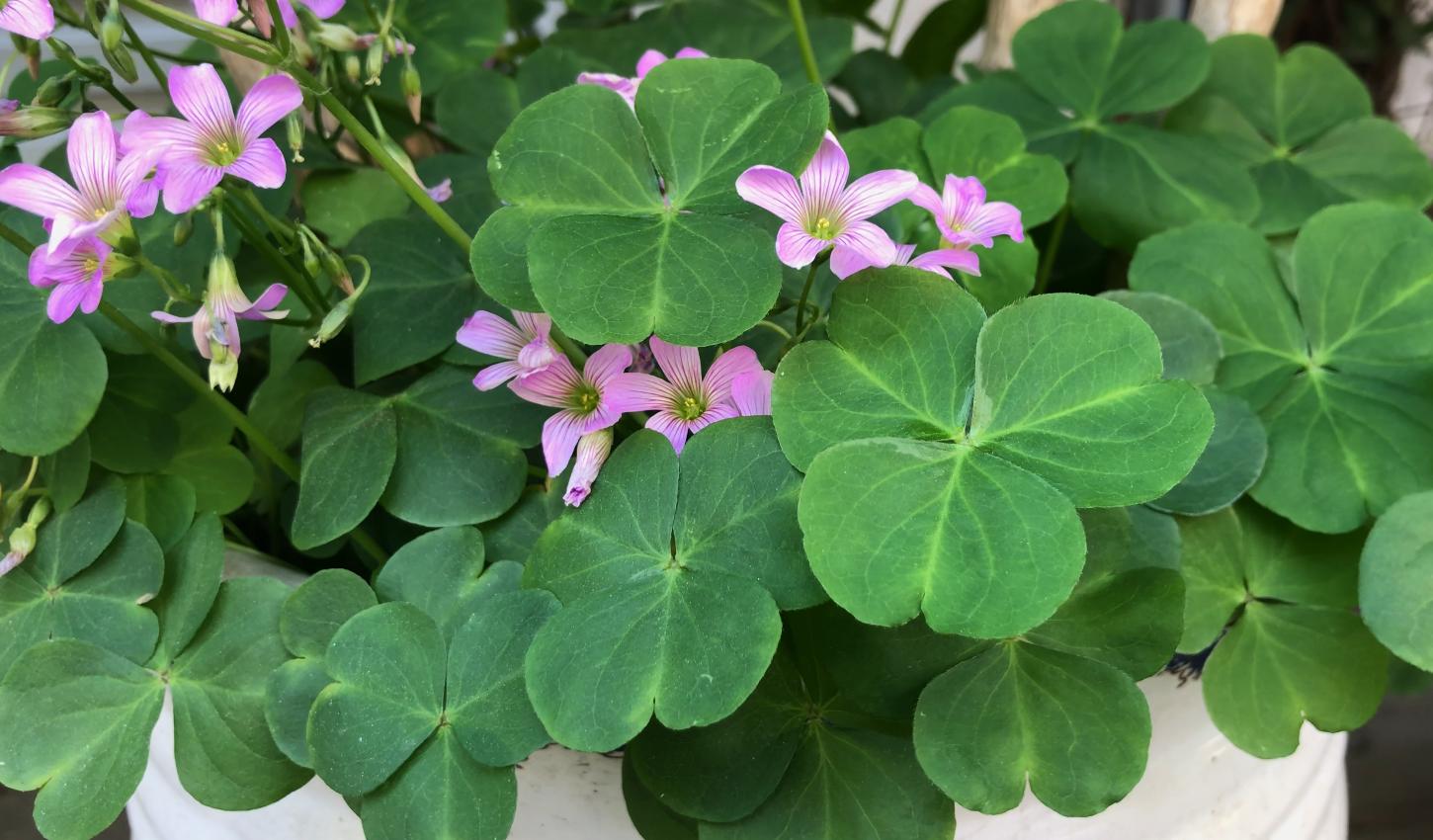 铜锤草别名大全,中药材铜锤草