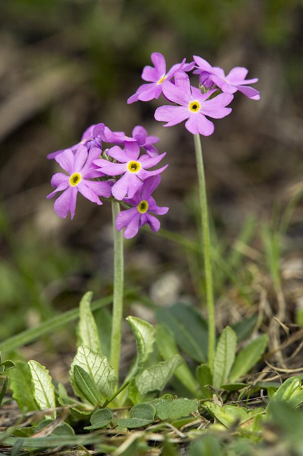 1月至12月生日花的花语,什么花语是祝福生日快乐的花