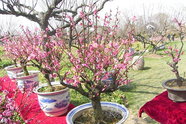 桃花盆栽很好养!瓦盆砂土长势旺,过冬冻一冻花更多!