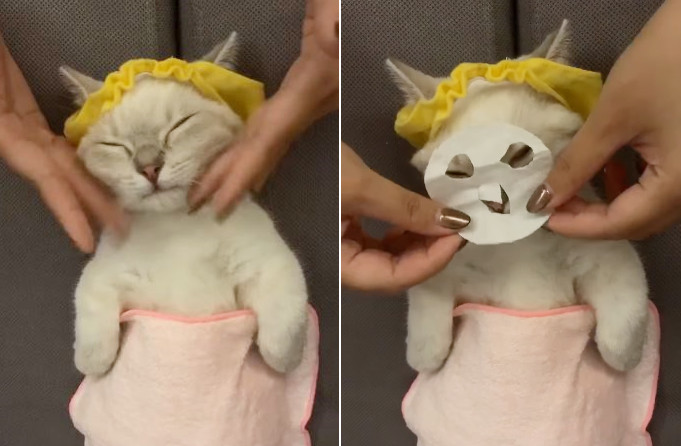 萌猫睡前做顶级美容　爽敷超迷你面膜