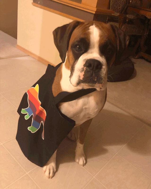 超好看的宠物包,好看又大的宠物包