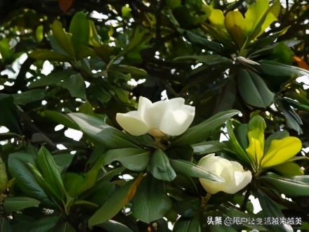 合肥美丽的地方有哪些,合肥是个好地方吗