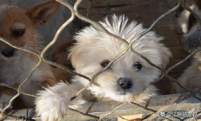 狗狗被遗弃的原因是什么,狗狗被遗弃了还能自己回来吗