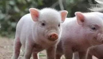 养猪致富手册,养猪技术指南