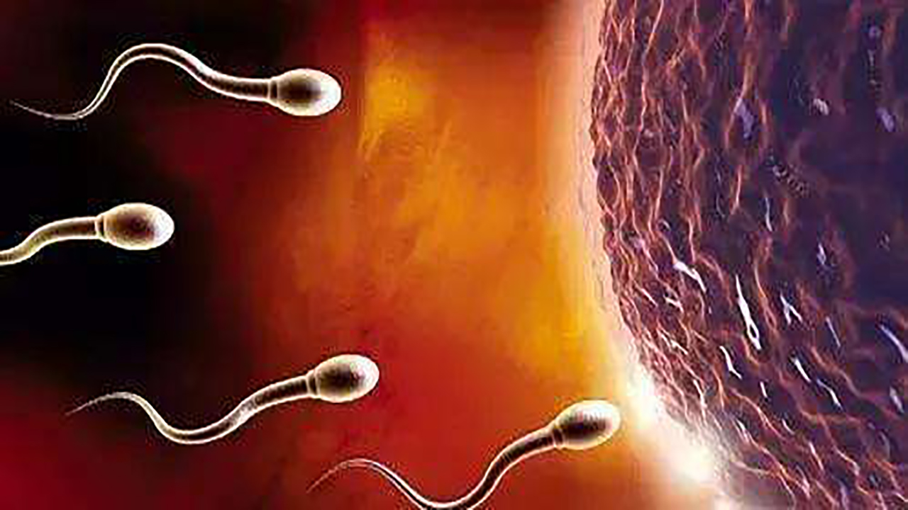 没有受孕的小蝌蚪去哪了,没有受孕的小蝌蚪去了哪里