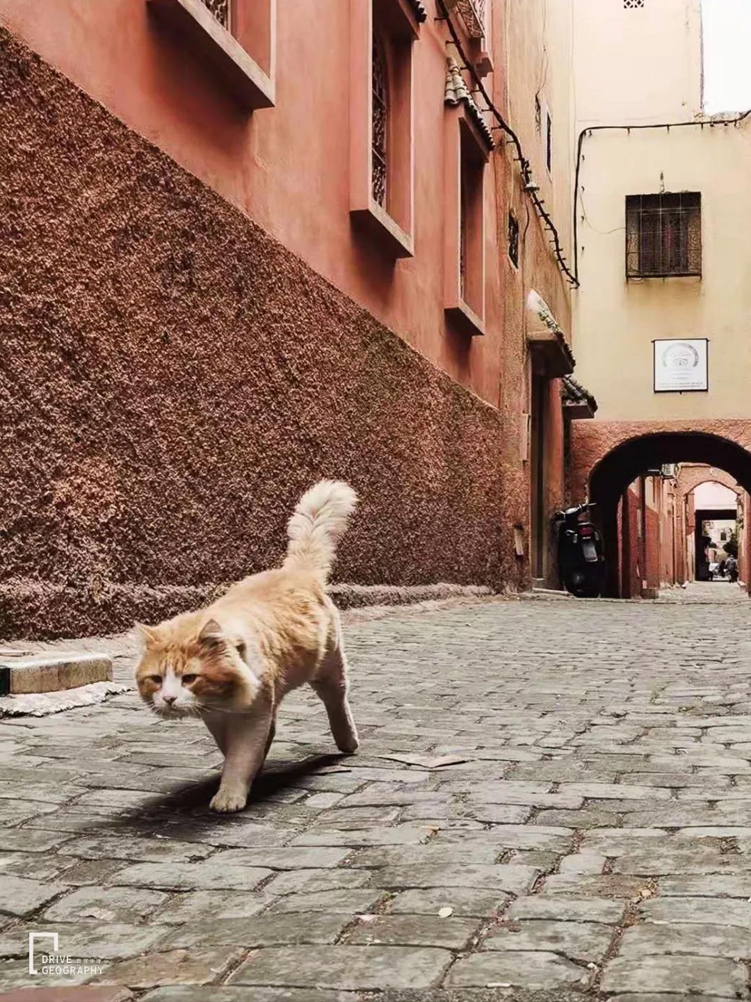 摩洛哥旅游的坑,摩洛哥最迷人的国家