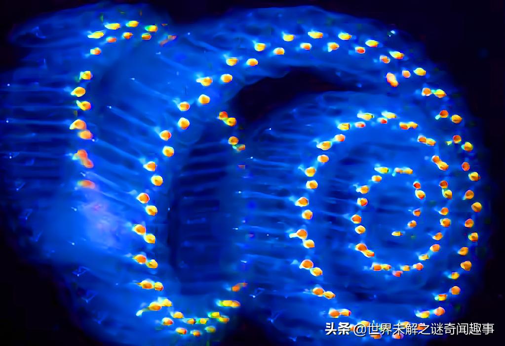 这种被称为“丁丁”的生物有多神奇？长大后吸掉自己的脑子还能活