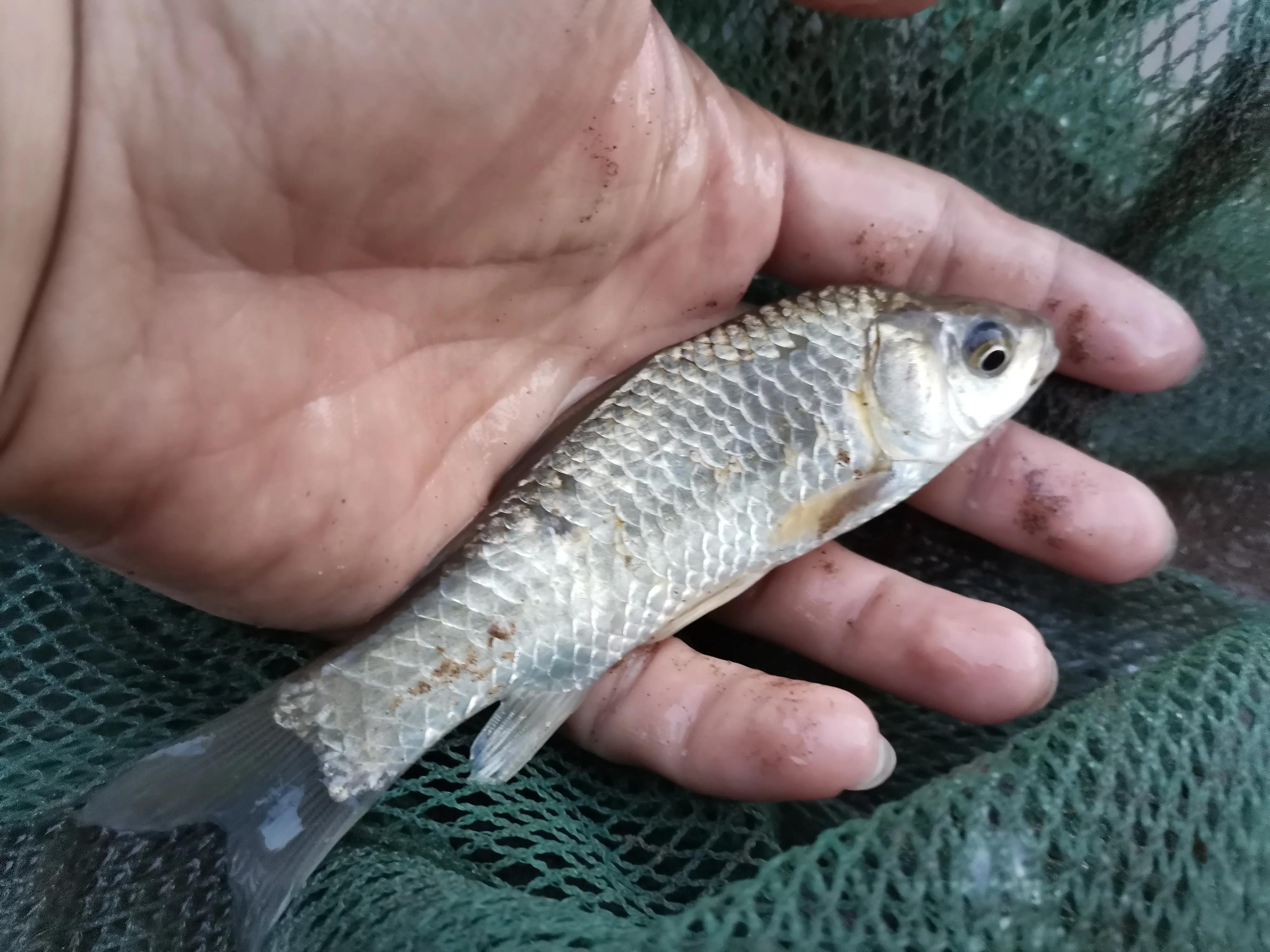 野河休闲钓，手杆绷尖钓法，岸边捡别人的麦子挂钩，最后鲫鱼连杆