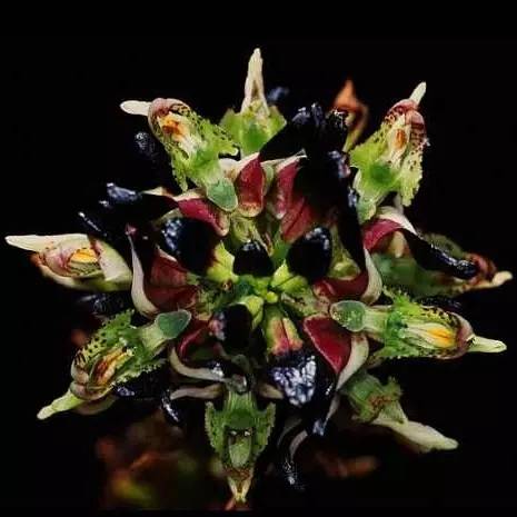 保证你没见过的新奇特植物 (令人大开眼界的植物世界)