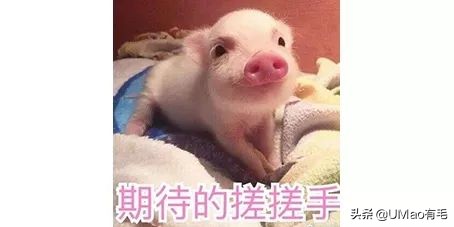 我们败了两款新型“猫*品毒**”孝敬主子，你猜哪种比较受猫欢迎？