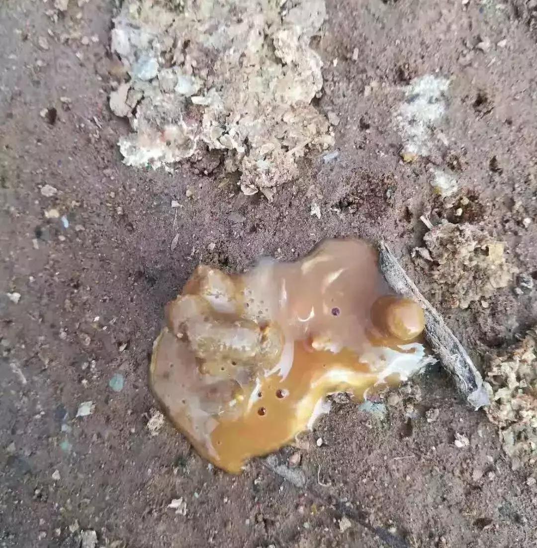 球虫药是预防还是治疗,球虫和驱虫药有什么区别