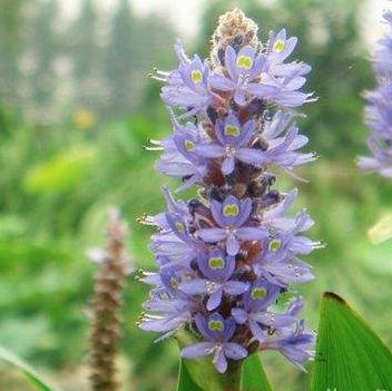 老中医可以给孩子起名吗,用中药名字给孩子取名可以吗