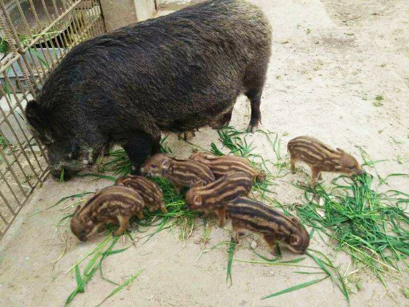 野猪可以养殖吗有毒吗,野猪可以人工养吗