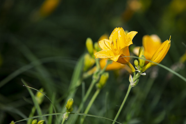 萱草花是母亲花吗,为什么萱草花被称为母亲之花