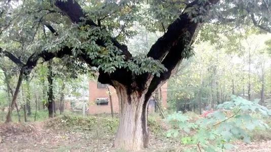 这么冷的冷知识你知道多少,关于历史的冷知识你知道几个