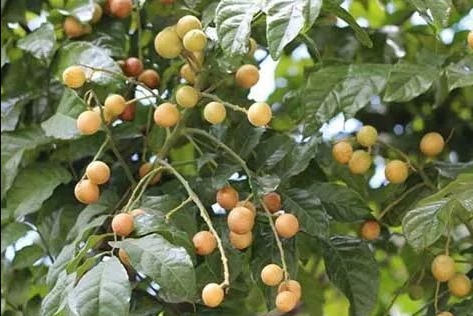 川楝子药性归经,川楝子的功效与作用及配伍效用