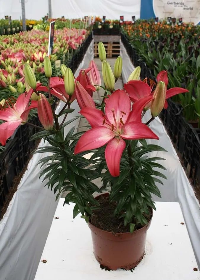 秋日赏花,百合必须要拥有姓名