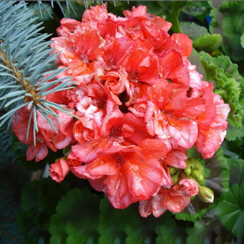 这种花别乱浇水水越多越不开花,这种花不怕冷好养易活