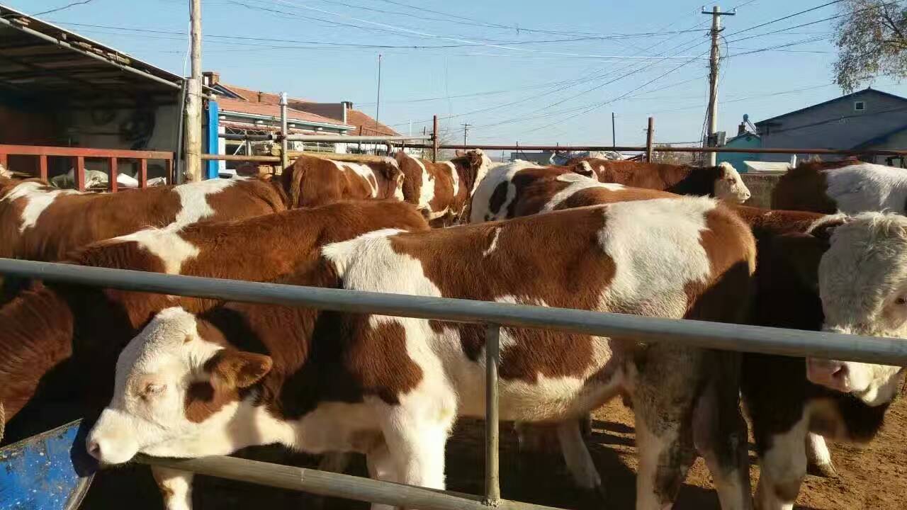 我国的养牛业发展，前景依旧很广阔，今年的牛肉缺口将进一步加大