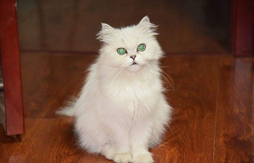 猫爪子把手抓破流血了要紧吗,猫爪子受伤是什么样的