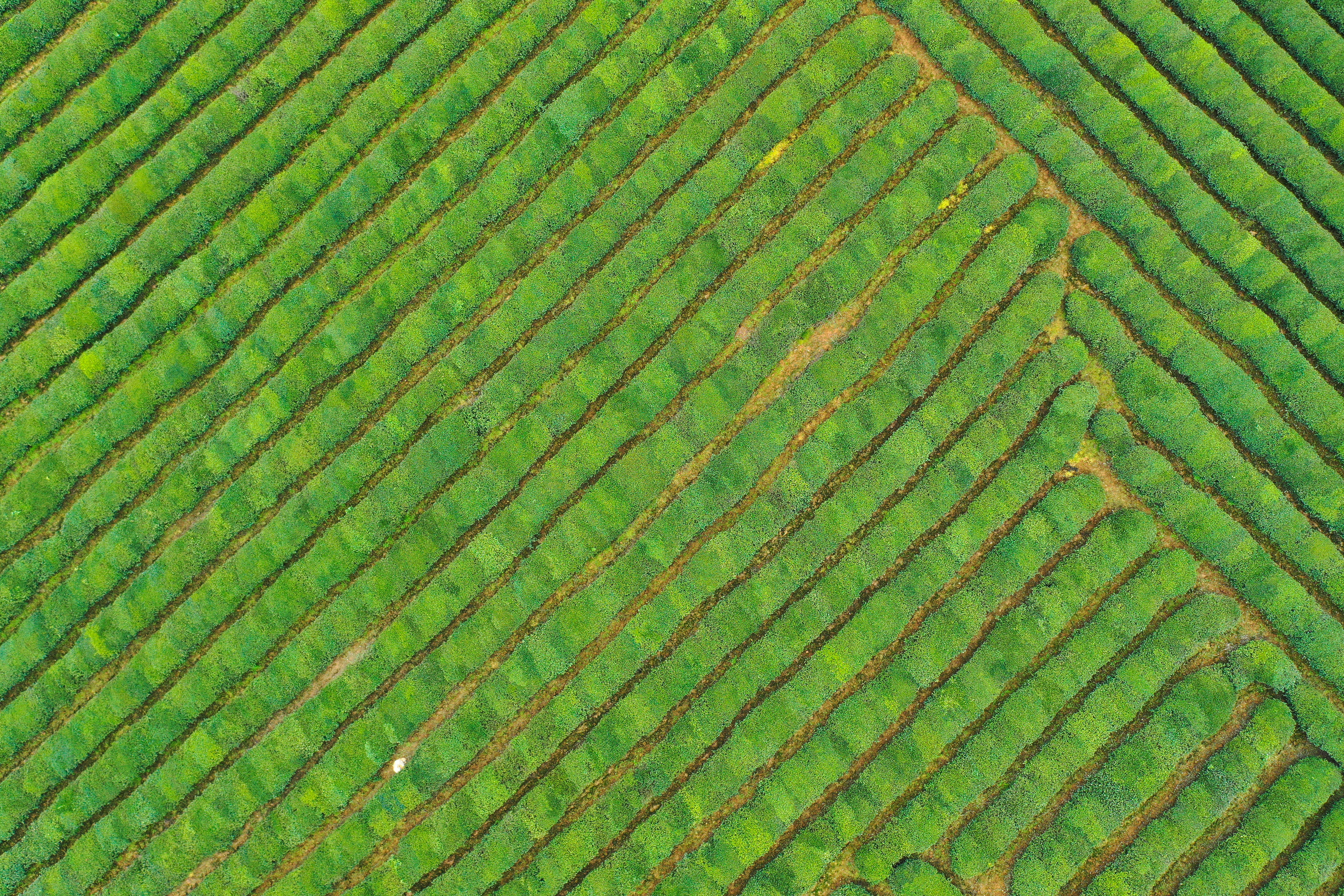 绿水青山的垦殖场