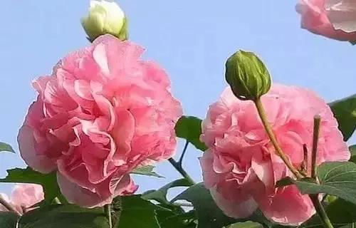 河南城市的市花有哪些花,全国56市市花图片