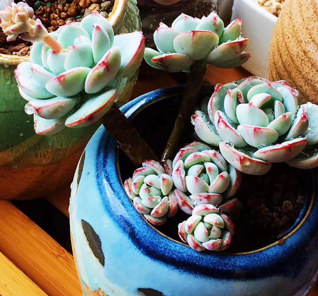 多肉是如何上色的,多肉怎么上色快又好看的绝招