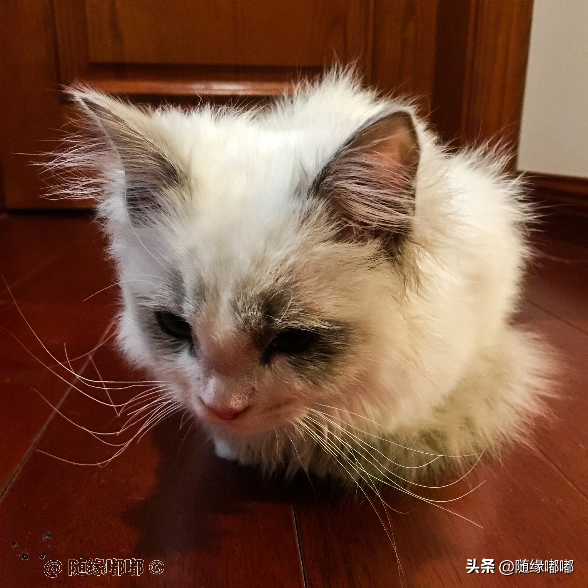 猫咪疫苗过敏脸肿,猫咪打疫苗过敏是什么原因