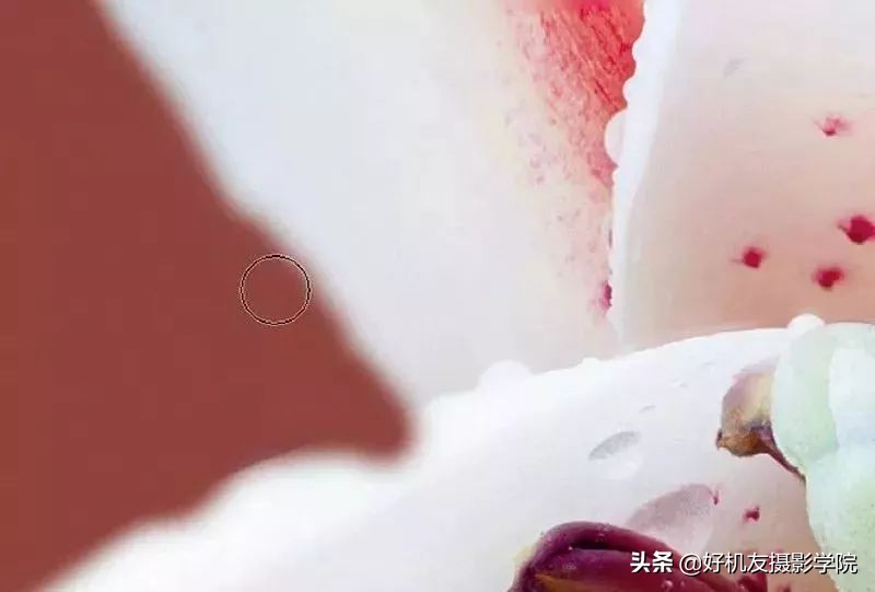 景深后期怎么合成照片,如何拍出前虚后实的景深照片