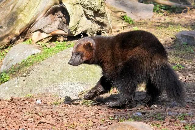 艾克猛,鼬科獾形动物