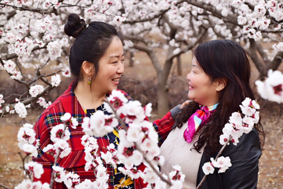 漂亮的杏花在枝头绽放,杏花盛开姹紫嫣红春意盎然