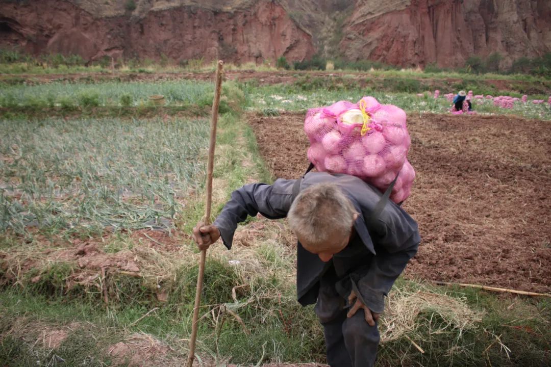 黄皮洋葱批发,黄皮洋葱今日报价