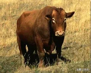 如何看待为了保护动物而吃素,素食拯救了我的生命