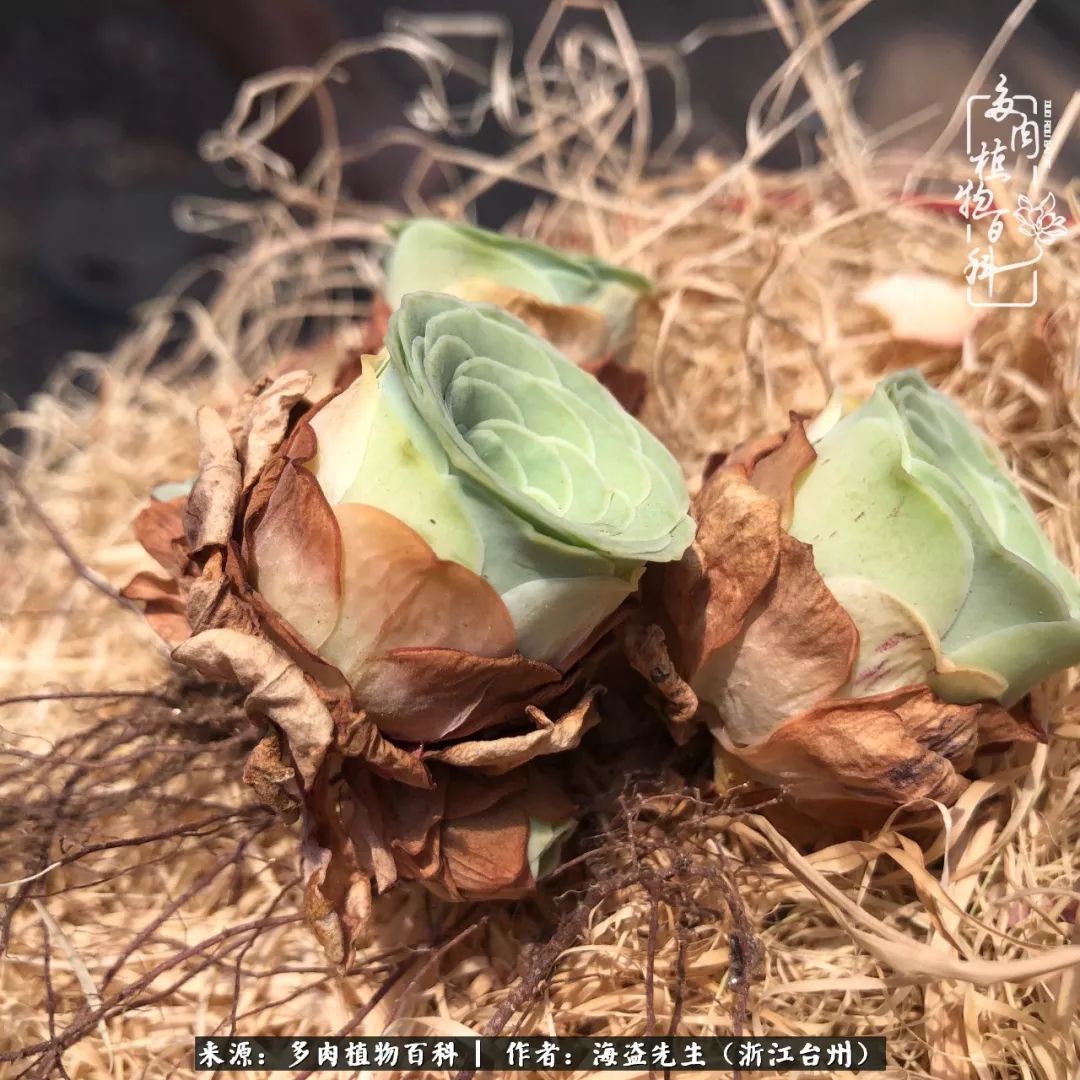 多肉玫瑰多少度休眠,多肉玫瑰唤醒教程