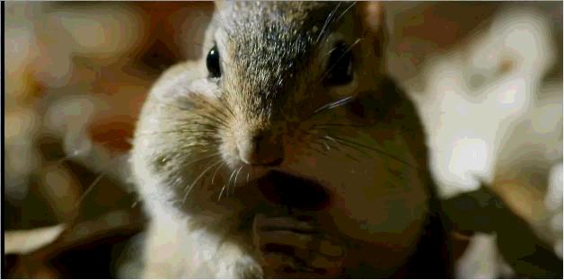 关于松鼠你还不知道什么,关于松鼠你还知道什么知识