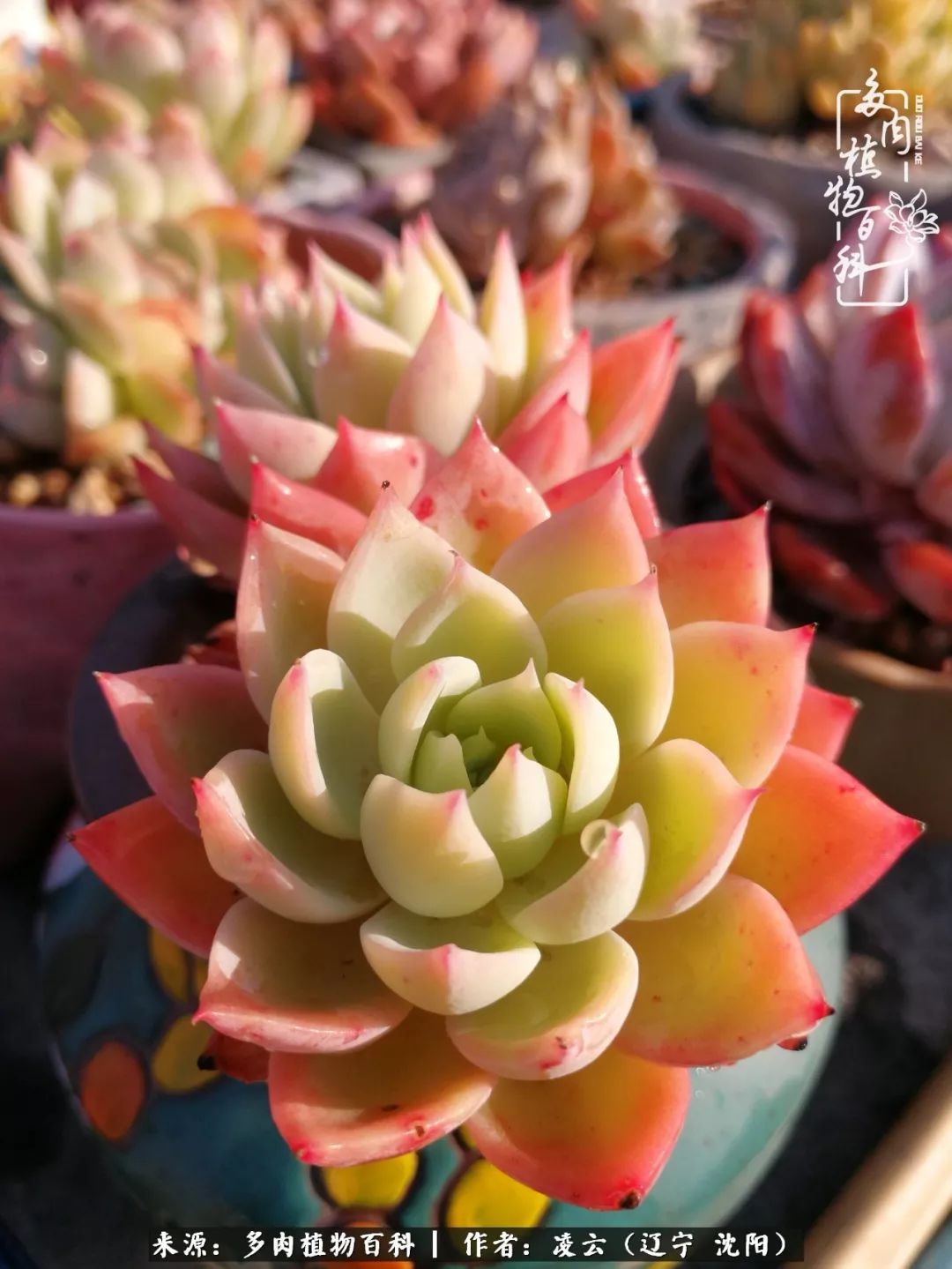 秋闲赏多肉,话育儿,亲生的自家娃,总有一刻让你怦然心动