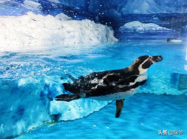 重庆某海洋公园半夜现神秘“驴叫”竟然是企鹅在叫