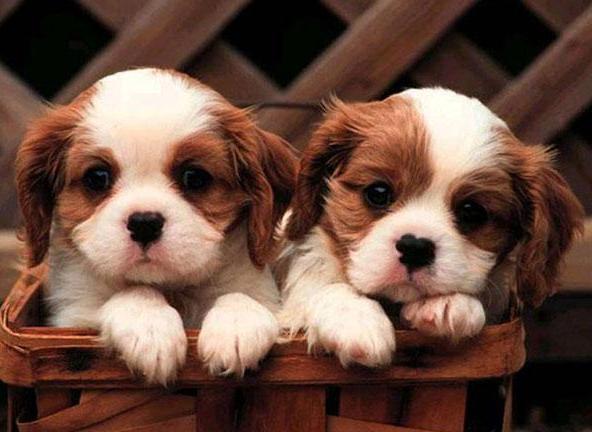 小型犬适合家养的不爱掉毛,十大适合家养的小型犬