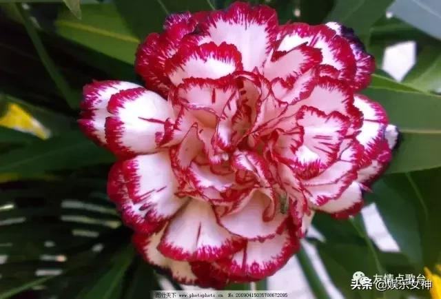 送给老师教师节礼物康乃馨,康乃馨教师节祝福语简短10字