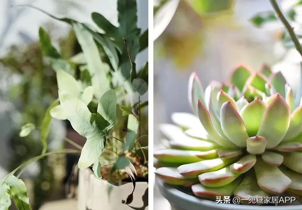 开花植物店铺推荐,适合店铺开花植物