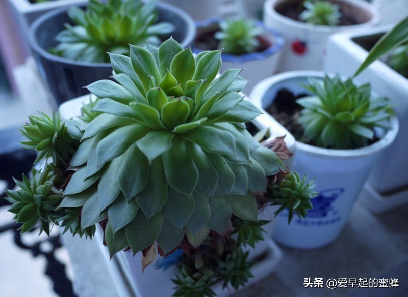 观音莲种了快一个月不长,观音莲断了怎么养