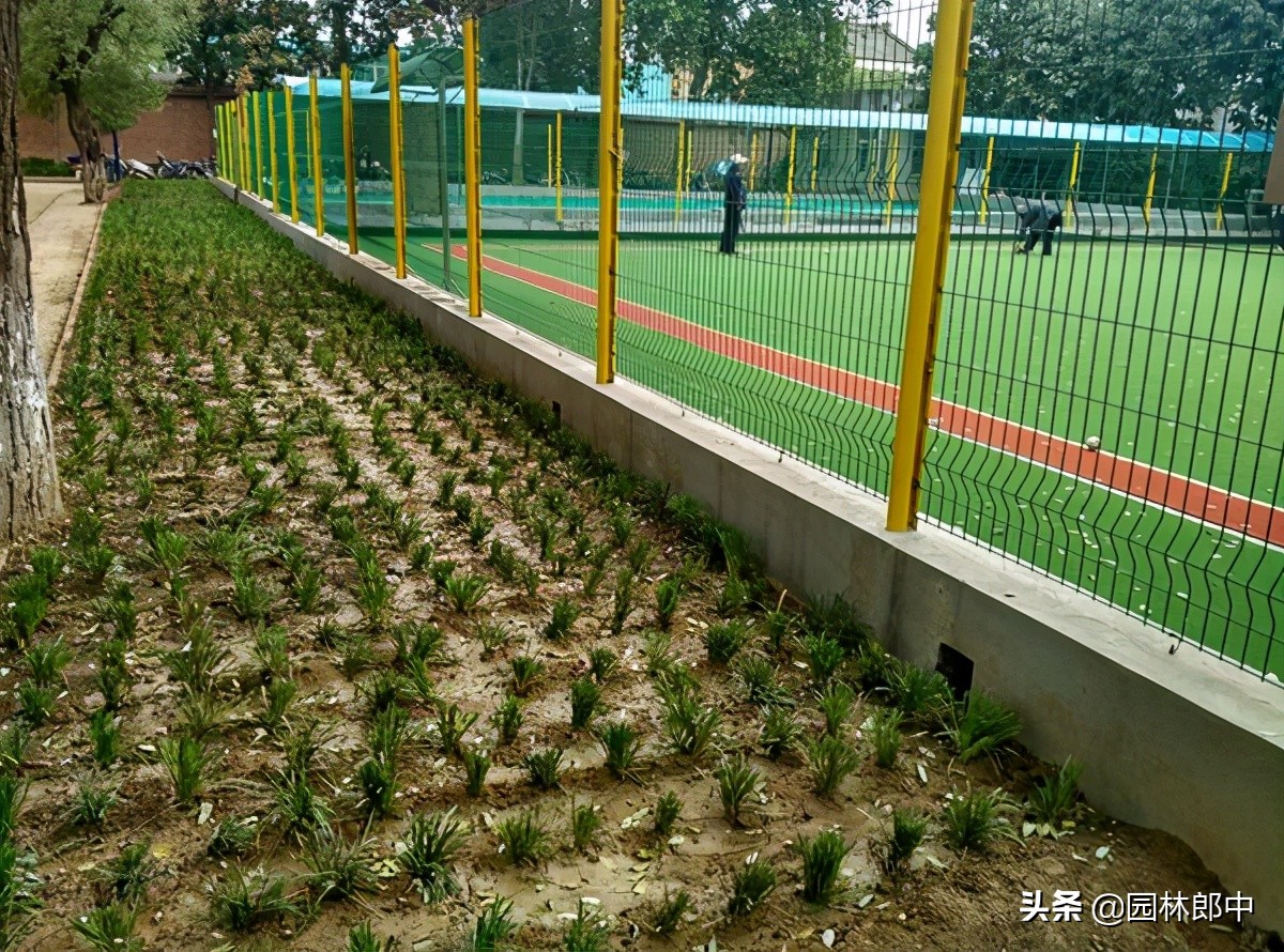 麦冬草坪除杂草,麦冬草怎样消灭